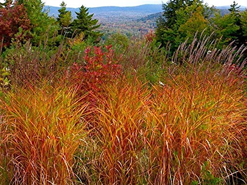 1 x Miscanthus sinensis 'Purpurascens‘ XXL Topf (Ziergras/Gräser/Stauden/Winterhart) Chinaschilf - TOLLE HERBSTFÄRBUNG von Stauden Gänge