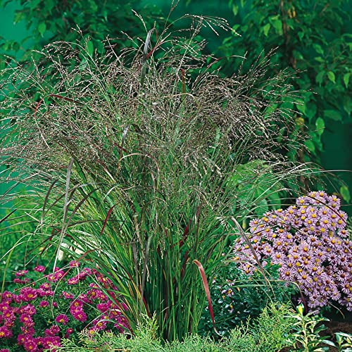 1 x Panicum virgatum ‚Warrior' 1 Liter (Ziergras/Gräser/Stauden/winterhart) Rutenhirse von Stauden Gänge