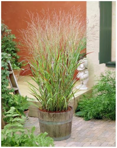 1 x Panicum virgatum 'Rehbraun' im 1 Liter Topf (Ziergras/Gräser/Winterhart/Mehrjährig/Staude/Stauden) Rote Rutenhirse - Ziergras mit warmem Farbspiel und Charme - von Stauden Gänge von Stauden Gänge