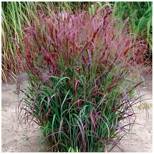 1 x Panicum virgatum 'Squaw' im 1 Liter Topf (Ziergras/Gräser/Winterhart/Mehrjährig/Staude/Stauden) Feuerrote Rutenhirse - Ziergras mit leuchtendem Farbenspiel - von Stauden Gänge von Stauden Gänge