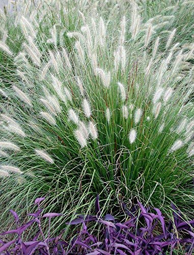 1 x Pennisetum alopecuroides XXL Topf (Ziergras/Gräser/Stauden/Winterhart) Lampenputzergras 5 Liter Topf von Stauden Gänge