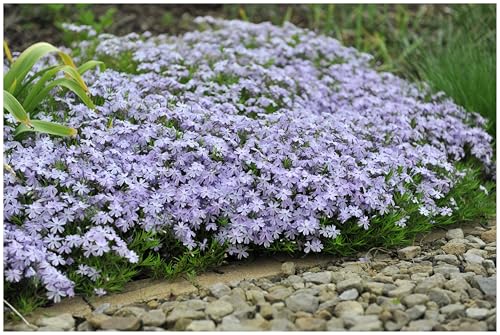 1 x Phlox subulata 'Emerald Cushion Blue' (Winterhart/Staude/Bodendecker/Mehrjährig/Stauden/Immergrün) Blauer Polster-Phlox - Ein Meer aus Blau für Ihre Beete - Trittfest - von Stauden Gänge von Stauden Gänge
