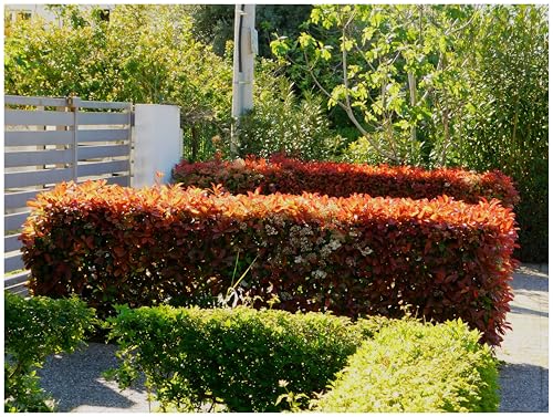 1 x Photinia fraseri 'Little Red Robin' (Gehölz/Heckenpflanze/Winterhart/Mehrjährig/Immergrün) Kleine Rote Glanzmispel - Kompakte Eleganz in strahlendem Rot - Blickfang - von Stauden Gänge von Stauden Gänge