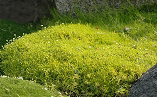 1 x Sagina subulata 'Aurea' (Bodendecker/Stauden/winterhart/trittfest) Gold Sternmoos - RASENERSATZ von Stauden Gänge