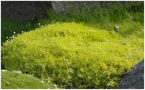 1 x Sagina subulata 'Aurea' (Staude/Stauden/Winterhart/Mehrjährig/Bodendecker/Immergrün/Pflegeleicht) Gold Sternmoos - Zarte Polster in leuchtendem Gelbgrün - Rasenersatz - von Stauden Gänge von Stauden Gänge