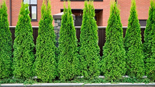 1 x Thuja occidentalis ‚Brabant' (Lebensbaum) Top für Hecke/winterhart von Stauden Gänge