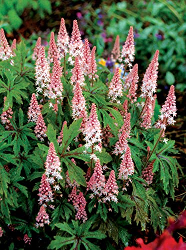 1 x Tiarella Hybride ‘Pink Skyrocket’ (Schaumblüte) Bodendecker/Staude/winterhart/Schönheit von Stauden Gänge