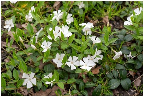 1 x Vinca minor 'Gertrude Jekyll‘ (Bodendecker/winterhart) Kleines Immergrün von Stauden Gänge