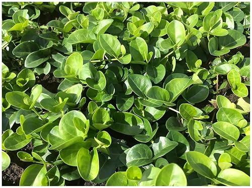 1 x Vinca minor 'Grüner Teppich' (Staude/Winterhart/Bodendecker/Immergrün/Mehrjährig) Kleines Immergrün - Blüht nicht - sehr pflegeleicht - von Stauden Gänge von Stauden Gänge