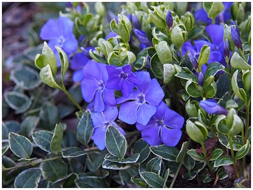 1 x Vinca minor 'Ralph Shugert' (Staude/Winterhart/Bodendecker/Immergrün/Mehrjährig) Buntes Blaues Kleines/Kleinblättriges Immergrün - tolle Blütenpracht - sehr pflegeleicht - von Stauden Gänge von Stauden Gänge