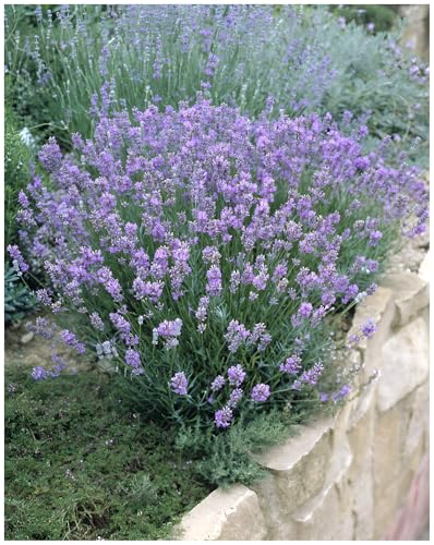 1 x Lavandula angustifolia 'Dwarf Blue' (Staude/Stauden/Winterthart/Mehrjährig) Echter Lavendel - Stecklingsvermehrt - Tolle Farbe - Sehr Insekten- und Bienenfreundlich - von Stauden Gänge von Stauden Gänge