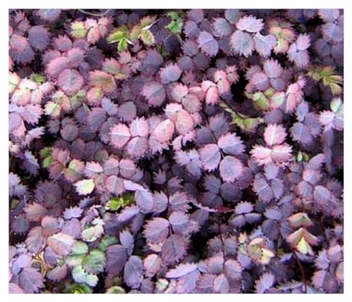 10 x Acaena inermis Purpurea (Immergrün/Stauden/Staude/Mehrjährig/Bodendecker) Purpur Stachelnüsschen - Sehr Winterhart und Wintergrün - ein absoluter Hingucker - von Stauden Gänge von Stauden Gänge