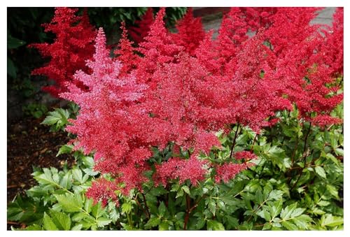 10 x Astilbe arendsii ‚Astary Red‘ (Winterhart/Stauden/Staude/Mehrjährig) Prachtspiere - in Rot - TOLLES FARBENSPIEL - Sehr Bienen und Insektenfreundlich - Auch perfekt für den Balkon und im Kübel von Stauden Gänge