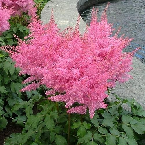 10 x Astilbe arendsii ‚Astary Rose‘ (Winterhart/Stauden/Staude/Mehrjährig) Prachtspiere - in Rosa - TOLLES FARBENSPIEL - Sehr Bienen und Insektenfreundlich - von Stauden Gänge von Stauden Gänge