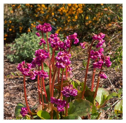 10 x Bergenia cordifolia 'Eroica' (Winterhart/Stauden/Staude/Mehrjährig/Immergrün/Bodendecker) Bergenie - Winterharte Eleganz mit feurigen Akzenten - Bienenfreundlich - von Stauden Gänge von Stauden Gänge