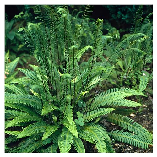 10 x Blechnum spicant im 1 Liter Topf (Ziergras/Gräser/Farn/Winterhart/Immergrün/Mehrjährig/Staude/Stauden) Gewöhnlicher Rippenfarn - Perfekt für den Schatten und Halbschatten - von Stauden Gänge von Stauden Gänge