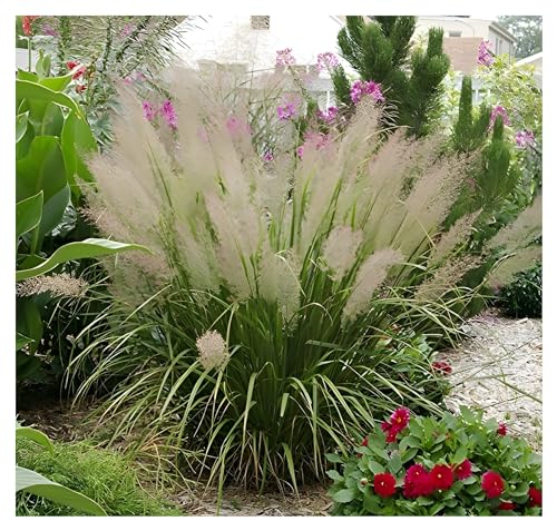 10 x Calamagrostis brachytricha im 1 Liter Topf (Ziergras/Gräser/Winterhart/Mehrjährig) Diamantgras - beeindruckende Blütenpracht - Perfekte Kübelpflanze - von Stauden Gänge von Stauden Gänge