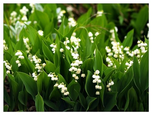 10 x Convallaria majalis (Winterhart/Stauden/Staude/Mehrjährig/Bodendecker) Maiglöckchen- Toller Duft während der Blüte - von Stauden Gänge von Stauden Gänge