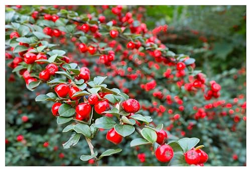 10 x Cotoneaster dammeri 'Coral Beauty‘ (Immergrün/Stauden/Staude/Mehrjährig/Gehölz/Bodendecker) Teppichmispel - Sehr Winterhart und Wintergrün - toller Fruchtschmuck - von Stauden Gänge von Stauden Gänge