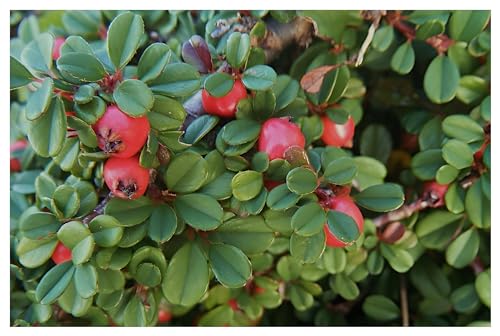 10 x Cotoneaster dammeri 'Stribs Findling' (Immergrün/Stauden/Staude/Mehrjährig/Gehölz/Bodendecker) Zwergmispel/Teppichmispel - Winterhart Wintergrün - Bienenfreundlich - von Stauden Gänge von Stauden Gänge