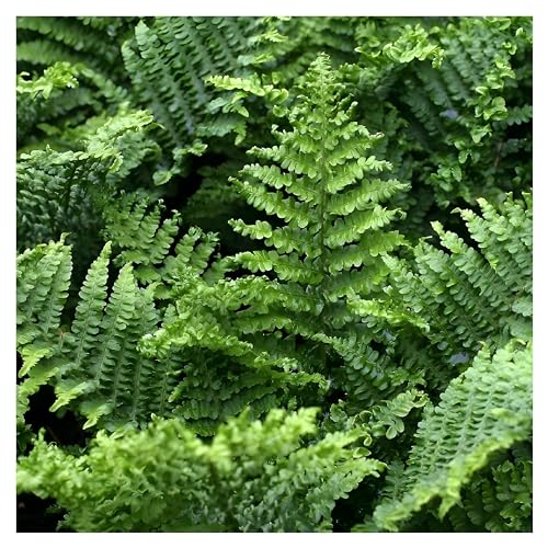 10 x Dryopteris affinis 'Crispa Congesta' (Ziergras/Gräser/Farn/Winterhart/Immergrün/Mehrjährig/Staude/Stauden) krauser Goldschuppenfarn - Perfekt für den Schatten und Halbschatten - von Stauden Gänge von Stauden Gänge