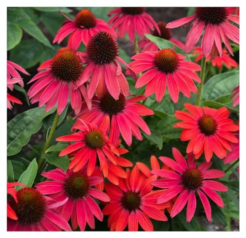 10 x Echinacea purpurea ‚Lakota Red' (Staude/Mehrjährig/Winterhart) Scheinsonnenhut Rot - Tolle leuchtende Blüten - Sehr Bienen und Insektenfreundlich - extrem Pflegeleicht - Sehr wertvolle Staude von Stauden Gänge