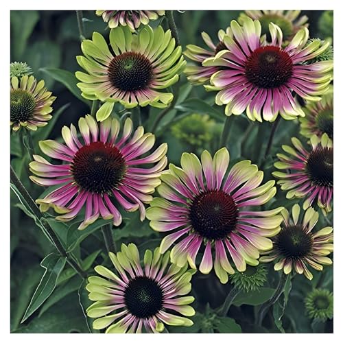 10 x Echinacea purpurea ‚Green Twister' (Stauden/Staude/Mehrjährig/Winterhart) Bunt Grüner Purpursonnenhut Scheinsonnenhut - sehr Insekten- und Bienenfreundlich - von Stauden Gänge von Stauden Gänge