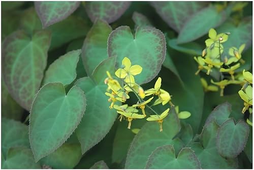 10 x Epimedium x perralchicum 'Frohnleiten' (Stauden/Staude/Mehrjährig/Winterhart/Immergrün) Elfenblume - extrem robuste Sorte - toller Bodendecker - von Stauden Gänge von Stauden Gänge