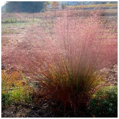 10 x Eragrostis trichodes im 1 Liter Topf (Stauden/Staude/Ziergras/Gräser/Winterhart/Mehrjährig) Rotes Bogen Liebesgras - Filigrane Schönheit mit wogendem Charme - von Stauden Gänge von Stauden Gänge