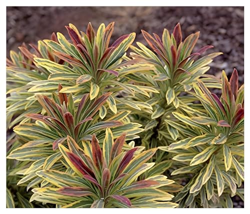 10 x Euphorbia x martinii 'Ascot Rainbow' (Stauden/Staude/Mehrjährig/Winterhart/Immergrün) Bastard Wolfsmilch - Elegante Struktur, beeindruckende Farben - sehr Bienenfreundlich - von Stauden Gänge von Stauden Gänge