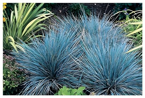 10 x Festuca glauca/cinerea 'Azurit' im 1 Liter (Ziergras/Gräser/Winterhart/Ziergräser/Mehrjährig) Blauschwingel - winterhart immergrün - Bodendecker - Geringer Wasserbedarf - von Stauden Gänge von Stauden Gänge