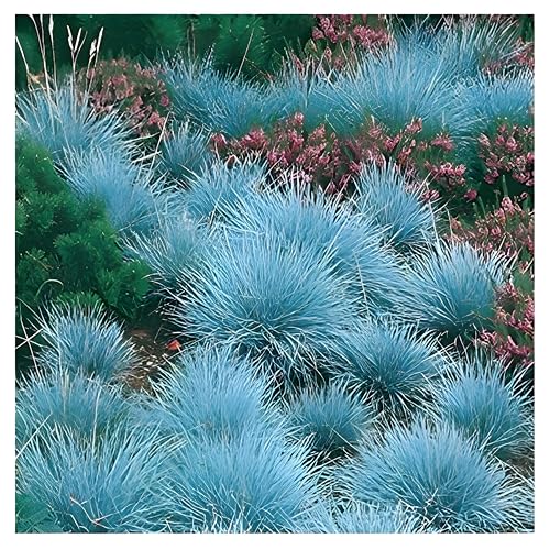 10 x Festuca glauca/cinerea 'Festina' (Ziergras/Gräser/Stauden/Winterhart/Mehrjährig) Blauschwingel - Immergrün - Perfekt als Bodendecker geeignet - super für Steingärten - von Stauden Gänge von Stauden Gänge