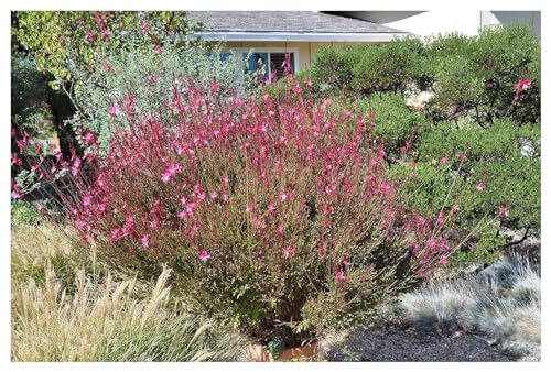 10 x Gaura lindheimeri 'Siskiyou Pink‘ (Stauden/Staude/Winterhart/Mehrjährig) Prachtkerze Rosa - Dauerblüher - Sehr bienenfreundlich - für alle Insekten sehr wertvoll - von Stauden Gänge von Stauden Gänge