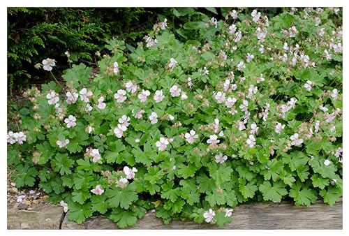 10 x Geranium cantabrigiense 'Saint Ola' (Winterhart/Stauden/Staude/Bodendecker/Mehrjährig/Immergrün) Cambridge Storchschnabel - Strahlendes Weiß, das den Garten verzaubert - von Stauden Gänge von Stauden Gänge