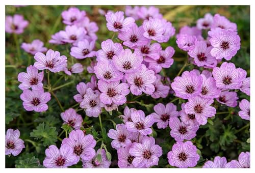 10 x Geranium cinereum 'Ballerina' (Winterhart/Stauden/Staude/Mehrjährig/Immergrün) Aschgrauer Storchschnabel - Kleines Blütenwunder mit großer Wirkung - sehr Bienenfreundlich - von Stauden Gänge von Stauden Gänge