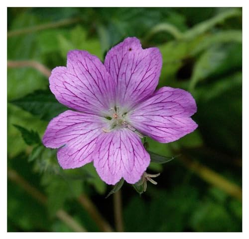 10 x Geranium endressii (Winterhart/Stauden/Staude/Mehrjährig) Pyrenäen-Storchschnabel/Storchenschnabel - toller Bodendecker - Sehr Pflegeleicht - Insekten- und Bienenfreundlich - von Stauden Gänge von Stauden Gänge