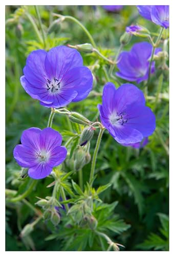 10 x Geranium pratense 'Johnson's Blue' (Winterhart/Stauden/Staude/Mehrjährig/Bodendecker) Storchenschnabel/Storchschnabel - Sehr Bienenfreundlich - intensiv leuchtendes Blau - von Stauden Gänge von Stauden Gänge