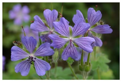 10 x Geranium renardii 'Philippe Vapelle' (Winterhart/Stauden/Staude/Mehrjährig/Bodendecker) Kaukasus Storchschnabel/Storchenschnabel - Tolles Blütenmeer - Sehr Bienenfreundlich - von Stauden Gänge von Stauden Gänge