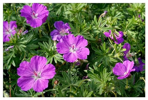 10 x Geranium sanguineum 'Dilys' (Winterhart/Stauden/Staude/Mehrjährig/Bodendecker) Pinker Blut Storchschnabel - Leuchtende Blüten für monatelange Gartenfreude - Bienenfreundlich - von Stauden Gänge von Stauden Gänge