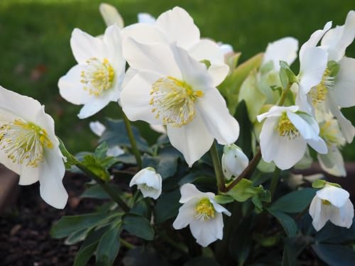 10 x Helleborus niger Advent Star (Winterhart/Stauden) Christrose/Christrosen/Schneerose Weiß - Winterblüher - Absolut winterhart und blüht sehr ausdauernd/Sie bringt Farbe in den Winter von Stauden Gänge