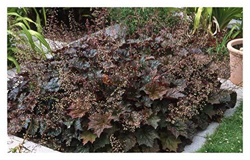 10 x Heuchera americana 'Palace Purple' (Purpurglöckchen) Bodendecker/winterhart/immergrün von Stauden Gänge