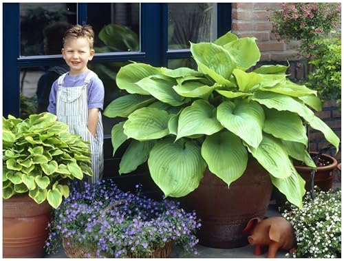10 x Hosta x cultorum 'Sum and Substance' im 1 Liter Topf (Staude/Winterhart/Bodendecker/Mehrjährig) Großblättrige Funkie, Herzblatt-Lilie - Die Königin der Hostas - von Stauden Gänge von Stauden Gänge