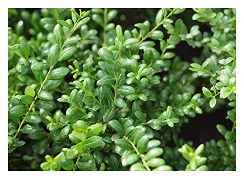 10 x Ilex crenata 'Convexa‘ (Löffel Ilex) Buchs Buxus Ersatz - Top für Hecken von Stauden Gänge