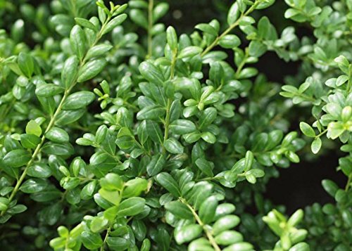 10 x Ilex crenata 'Convexa‘ (Löffel Ilex) Buchs Buxus Ersatz - Top für Hecken von Stauden Gänge