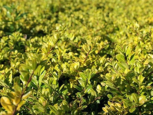 10 x Ilex crenata 'Golden Gem‘ (Berg Ilex) Buchs Buxus Ersatz - Top für Hecken von Stauden Gänge