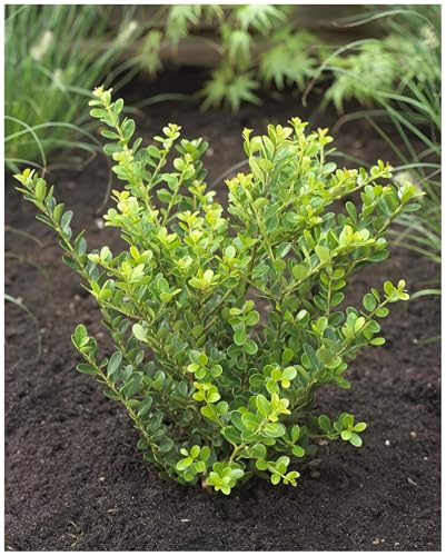 10 x Ilex crenata 'Green Hedge' (Buchsbaum Ersatz/Immergrün/Winterhart/Mehrjährig) Japanische Stechpalme - Die perfekte grüne Hecke für Ihren Garten - Top für Hecken - von Stauden Gänge von Stauden Gänge
