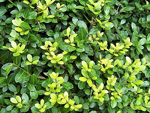 10 x Ilex crenata Green Hedge (Löffel-Ilex) Höhe Buchs Buxus Ersatz - Top für Hecken von Stauden Gänge