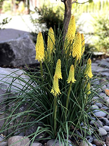 10 x Kniphofia ‘Lemon Popsicle’ (Winterhart/Staude) Fackellilie Tritome von Stauden Gänge