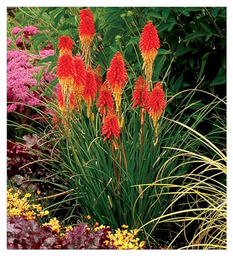 10 x Kniphofia ‘Papaya Popsicle’ Fackellilie/Tritome (Winterhart/Staude/Dauerblüher/Bienenferundlich) - Echter Hingucker der den ganzen Sommer bis tief in den Herbst hinein blüht von Stauden Gänge