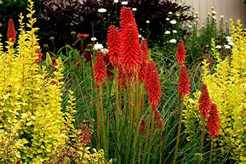 10 x Kniphofia ‘Redhot Popsicle’ / Fackellilie Tritome von Stauden Gänge